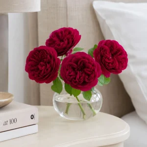 Darcy Bussell Rose Seeds - 30 Crimson Red English Shrub Rose Seeds for Garden - Image 2