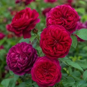 Darcy Bussell Rose Seeds - 30 Crimson Red English Shrub Rose Seeds for Garden - Image 3