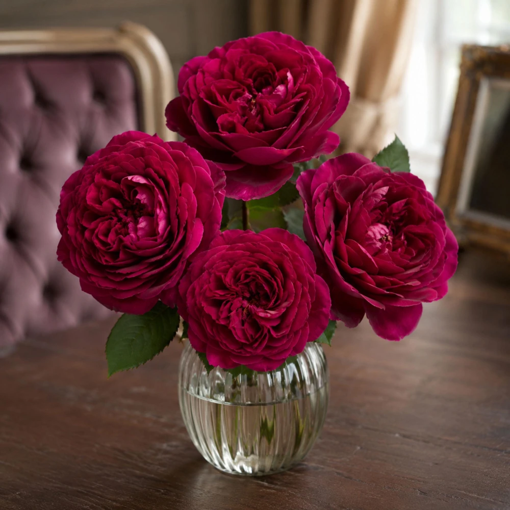 Darcy Bussell Rose Seeds - 30 Crimson Red English Shrub Rose Seeds for Garden - Image 4