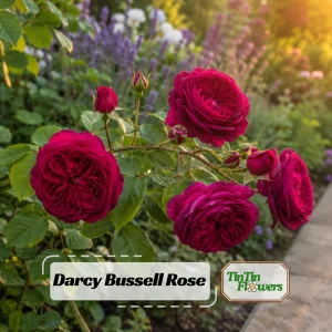 Darcy Bussell Rose Seeds - 30 Crimson Red English Shrub Rose Seeds for Garden - Image 1