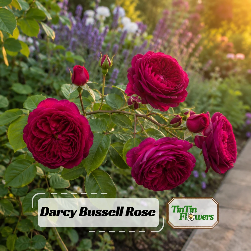 Darcy Bussell Rose Seeds - 30 Crimson Red English Shrub Rose Seeds for Garden - Image 1