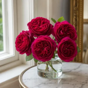 Darcy Bussell Rose Seeds - 30 Crimson Red English Shrub Rose Seeds for Garden - Image 7