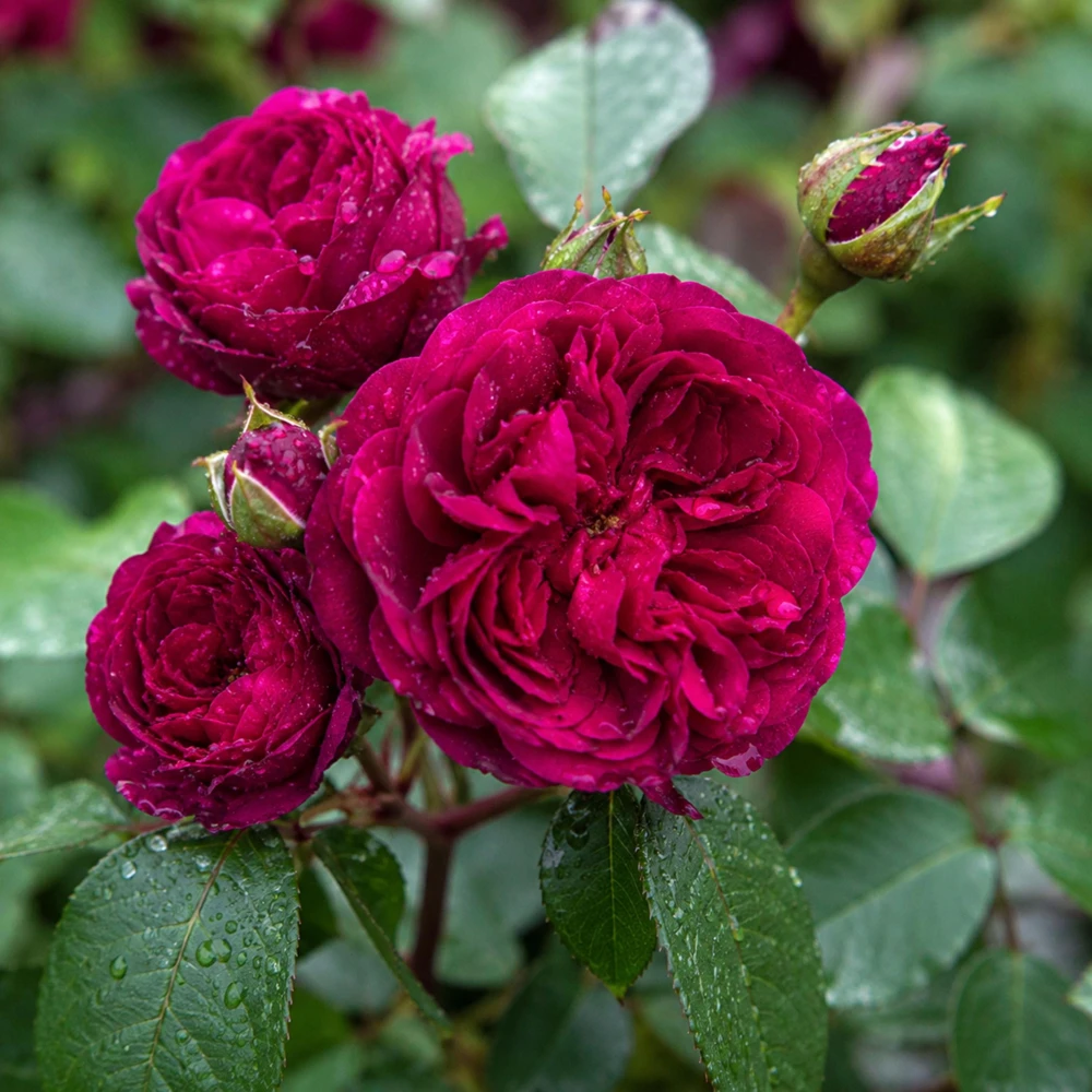 Darcy Bussell Rose Seeds - 30 Crimson Red English Shrub Rose Seeds for Garden - Image 8