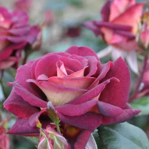 Dark Night Hybrid Tea Rose Seeds - 30 Pack - Fragrant, Hardy, Non-GMO - Image 10