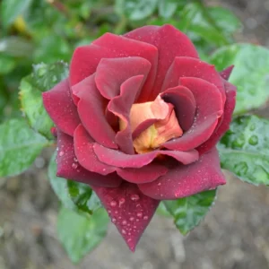 Dark Night Hybrid Tea Rose Seeds - 30 Pack - Fragrant, Hardy, Non-GMO - Image 11