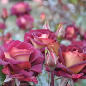 Dark Night Hybrid Tea Rose Seeds - 30 Pack - Fragrant, Hardy, Non-GMO - Image 12