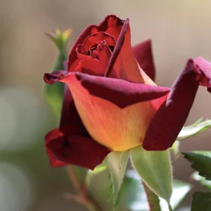 Dark Night Hybrid Tea Rose Seeds - 30 Pack - Fragrant, Hardy, Non-GMO - Image 14