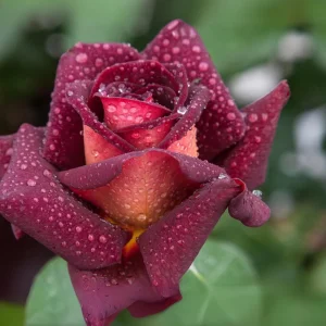 Dark Night Hybrid Tea Rose Seeds - 30 Pack - Fragrant, Hardy, Non-GMO - Image 15