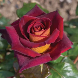 Dark Night Hybrid Tea Rose Seeds - 30 Pack - Fragrant, Hardy, Non-GMO - Image 16