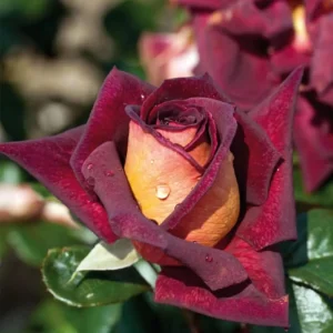 Dark Night Hybrid Tea Rose Seeds - 30 Pack - Fragrant, Hardy, Non-GMO - Image 2