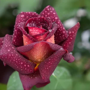 Dark Night Hybrid Tea Rose Seeds - 30 Pack - Fragrant, Hardy, Non-GMO - Image 3