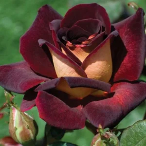 Dark Night Hybrid Tea Rose Seeds - 30 Pack - Fragrant, Hardy, Non-GMO - Image 5
