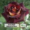 Dark Night Hybrid Tea Rose Seeds - 30 Pack - Fragrant, Hardy, Non-GMO - Image 1