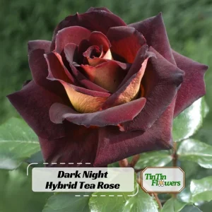 Dark Night Hybrid Tea Rose Seeds - 30 Pack - Fragrant, Hardy, Non-GMO - Image 1