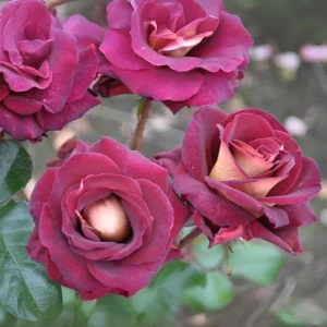 Dark Night Hybrid Tea Rose Seeds - 30 Pack - Fragrant, Hardy, Non-GMO - Image 7