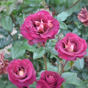 Dark Night Hybrid Tea Rose Seeds - 30 Pack - Fragrant, Hardy, Non-GMO - Image 8