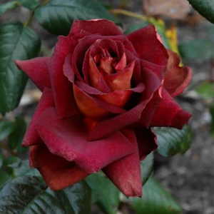 Dark Night Hybrid Tea Rose Seeds - 30 Pack - Fragrant, Hardy, Non-GMO - Image 9