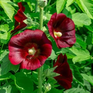 Dark Red Hollyhock Seeds - Alcea rosea - 20 Seeds - Tall Crimson Flowers - Image 10