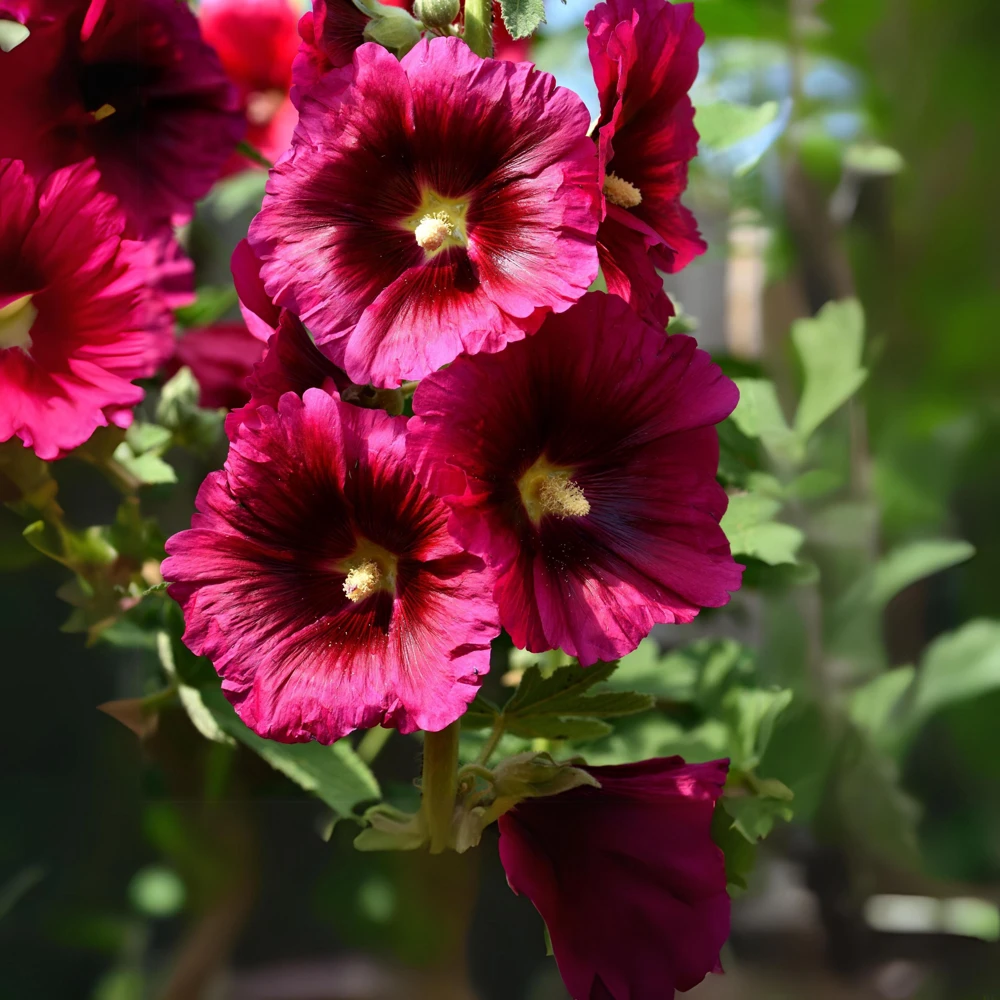 Dark Red Hollyhock Seeds - Alcea rosea - 20 Seeds - Tall Crimson Flowers - Image 11