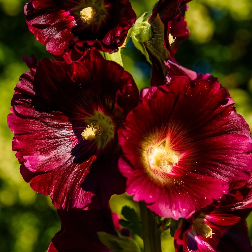 Dark Red Hollyhock Seeds - Alcea rosea - 20 Seeds - Tall Crimson Flowers - Image 13