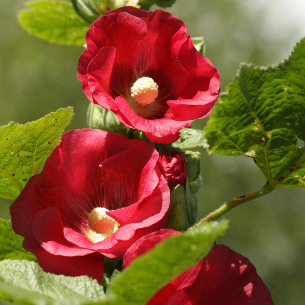 Dark Red Hollyhock Seeds - Alcea rosea - 20 Seeds - Tall Crimson Flowers - Image 17