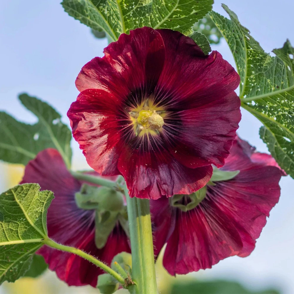 Dark Red Hollyhock Seeds - Alcea rosea - 20 Seeds - Tall Crimson Flowers - Image 2