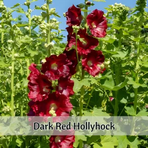 Dark Red Hollyhock Seeds - Alcea rosea - 20 Seeds - Tall Crimson Flowers - Image 3
