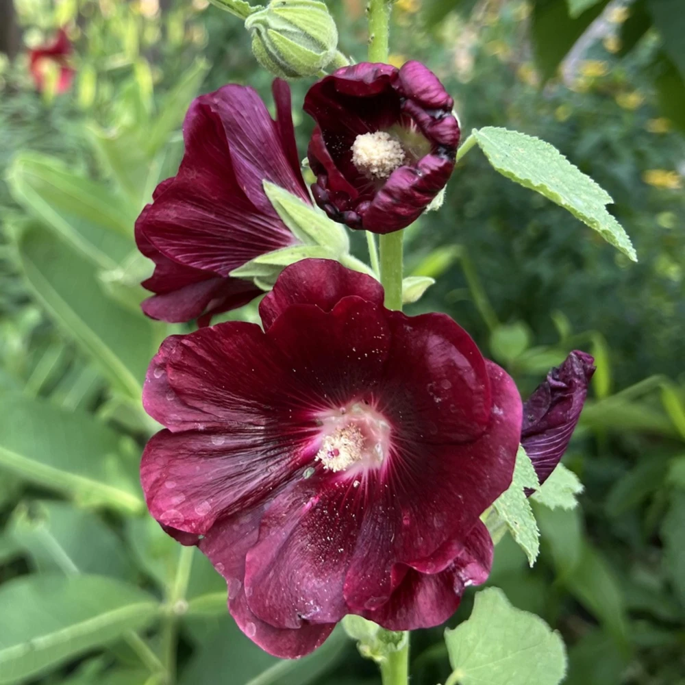 Dark Red Hollyhock Seeds - Alcea rosea - 20 Seeds - Tall Crimson Flowers - Image 4