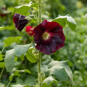 Dark Red Hollyhock Seeds - Alcea rosea - 20 Seeds - Tall Crimson Flowers - Image 5