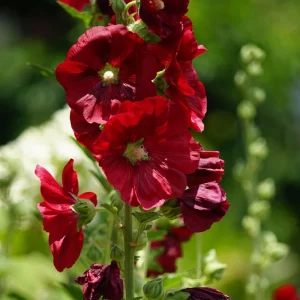 Dark Red Hollyhock Seeds - Alcea rosea - 20 Seeds - Tall Crimson Flowers - Image 6