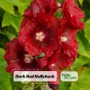Dark Red Hollyhock Seeds - Alcea rosea - 20 Seeds - Tall Crimson Flowers - Image 1