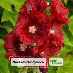 Dark Red Hollyhock Seeds - Alcea rosea - 20 Seeds - Tall Crimson Flowers - Image 1