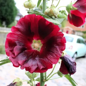Dark Red Hollyhock Seeds - Alcea rosea - 20 Seeds - Tall Crimson Flowers - Image 7
