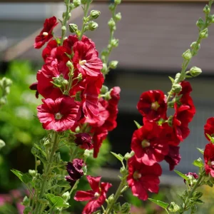 Dark Red Hollyhock Seeds - Alcea rosea - 20 Seeds - Tall Crimson Flowers - Image 8