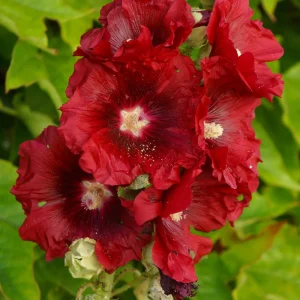 Dark Red Hollyhock Seeds - Alcea rosea - 20 Seeds - Tall Crimson Flowers - Image 9