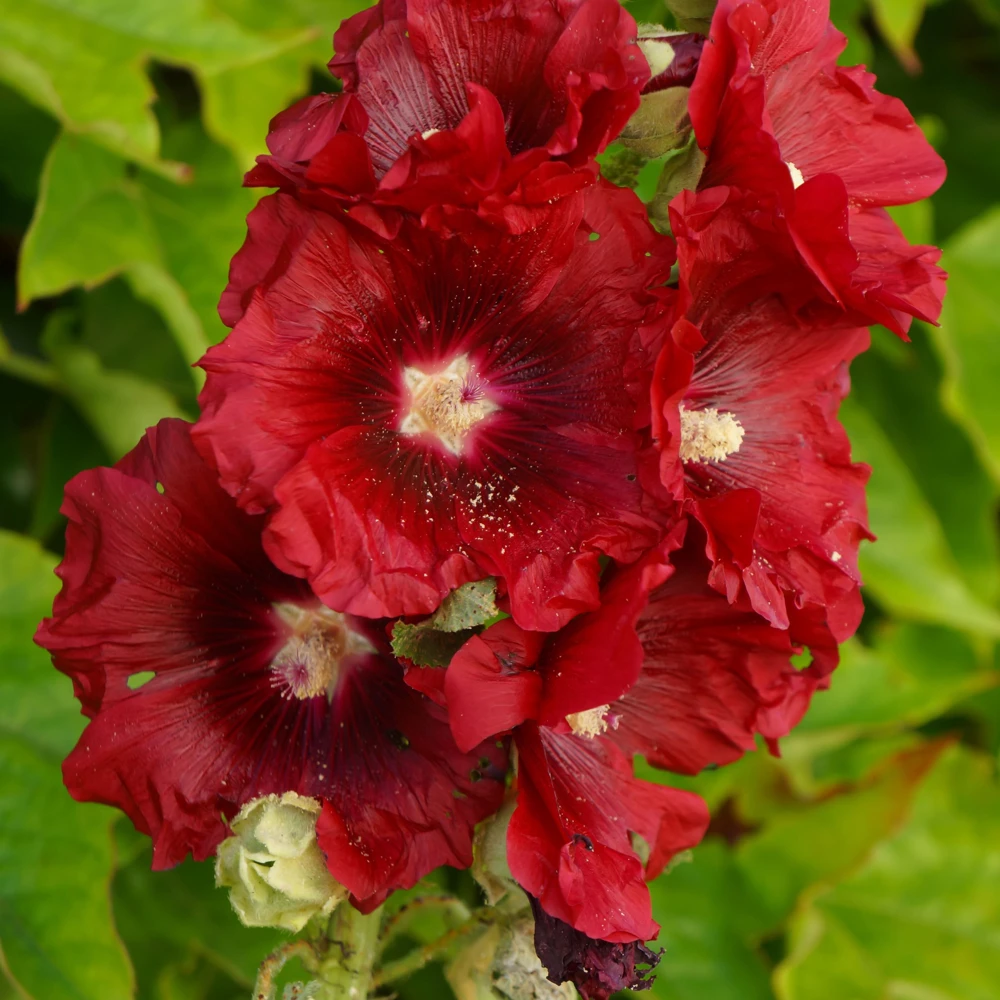 Dark Red Hollyhock Seeds - Alcea rosea - 20 Seeds - Tall Crimson Flowers - Image 9