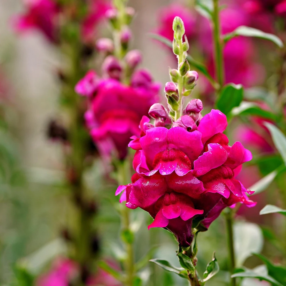 Dark Red Snapdragon Seeds - Cold Resistant - Open-Pollinating - 30 Seed Pack - Image 11