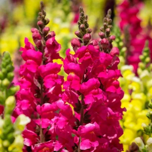 Dark Red Snapdragon Seeds - Cold Resistant - Open-Pollinating - 30 Seed Pack - Image 12