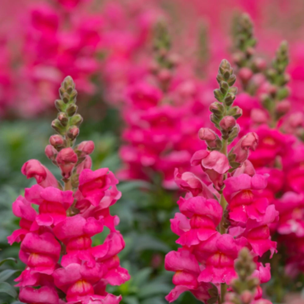 Dark Red Snapdragon Seeds - Cold Resistant - Open-Pollinating - 30 Seed Pack - Image 2