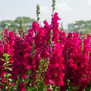 Dark Red Snapdragon Seeds - Cold Resistant - Open-Pollinating - 30 Seed Pack - Image 5