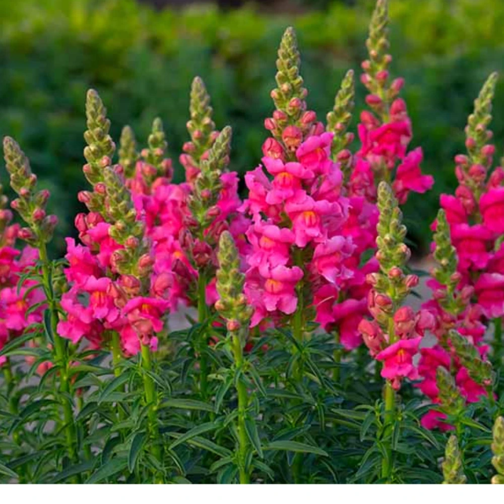 Dark Red Snapdragon Seeds - Cold Resistant - Open-Pollinating - 30 Seed Pack - Image 6