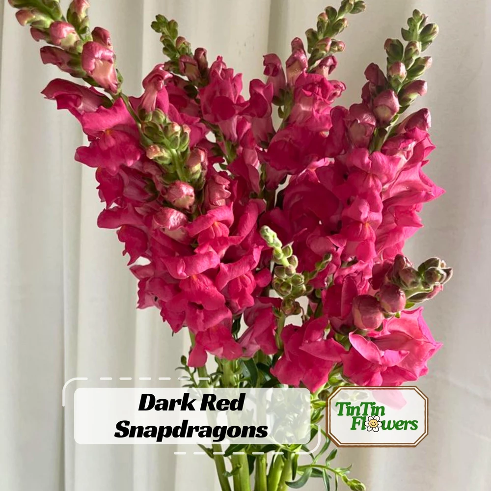 Dark Red Snapdragon Seeds - Cold Resistant - Open-Pollinating - 30 Seed Pack - Image 1