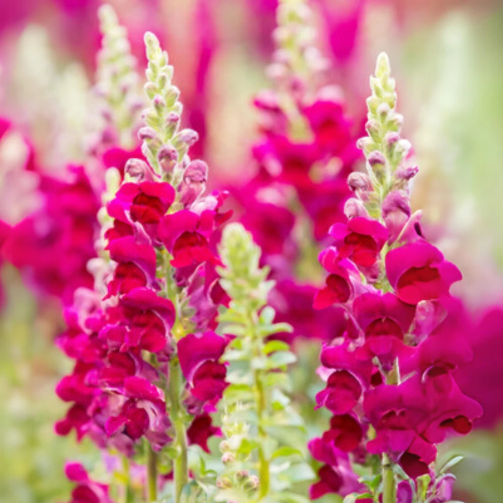 Dark Red Snapdragon Seeds - Cold Resistant - Open-Pollinating - 30 Seed Pack - Image 7