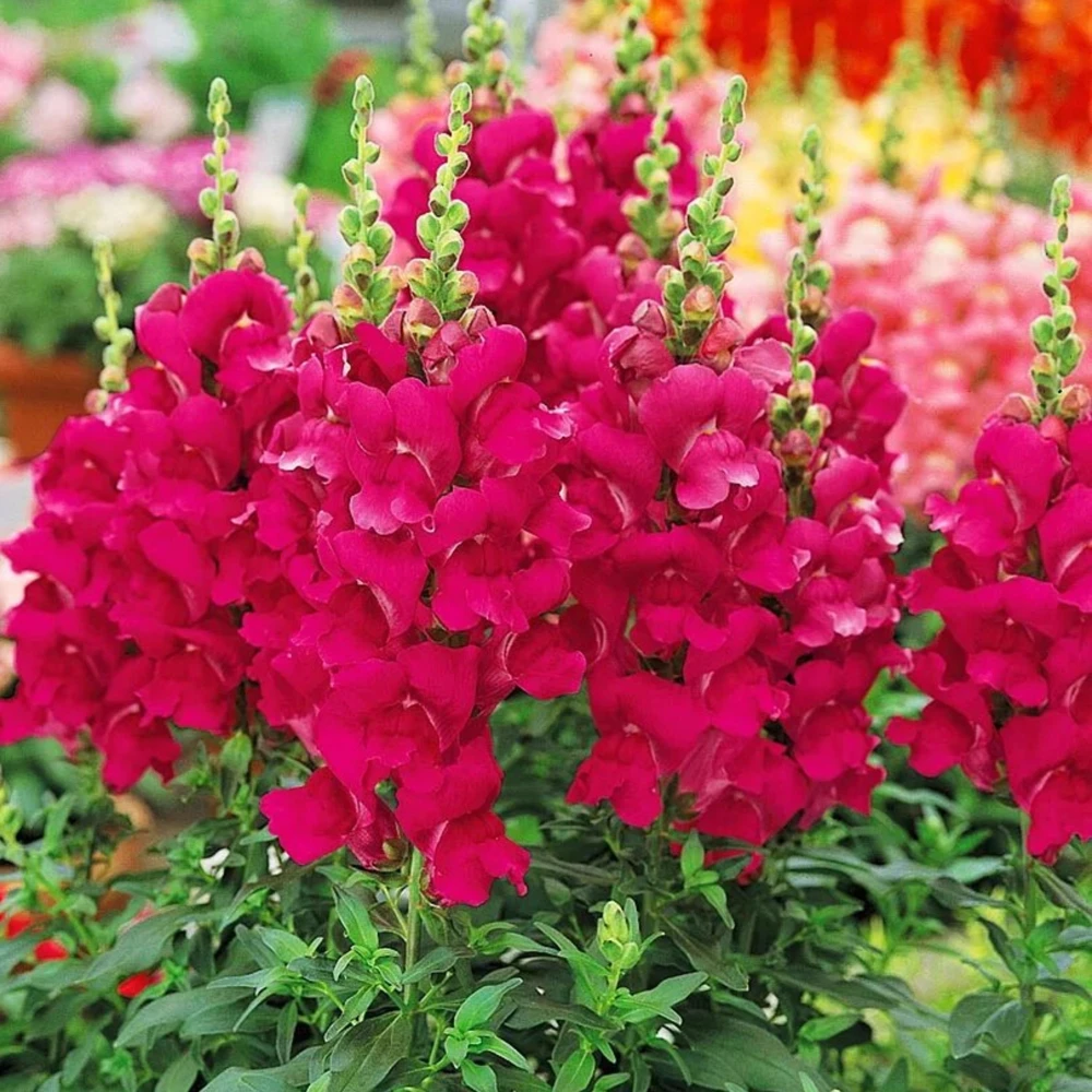 Dark Red Snapdragon Seeds - Cold Resistant - Open-Pollinating - 30 Seed Pack - Image 8