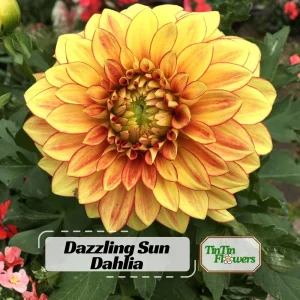 Dazzling Sun Dahlia Seeds - Heirloom, Pollinator Friendly Flower Mix - 40 Seeds - Image 1