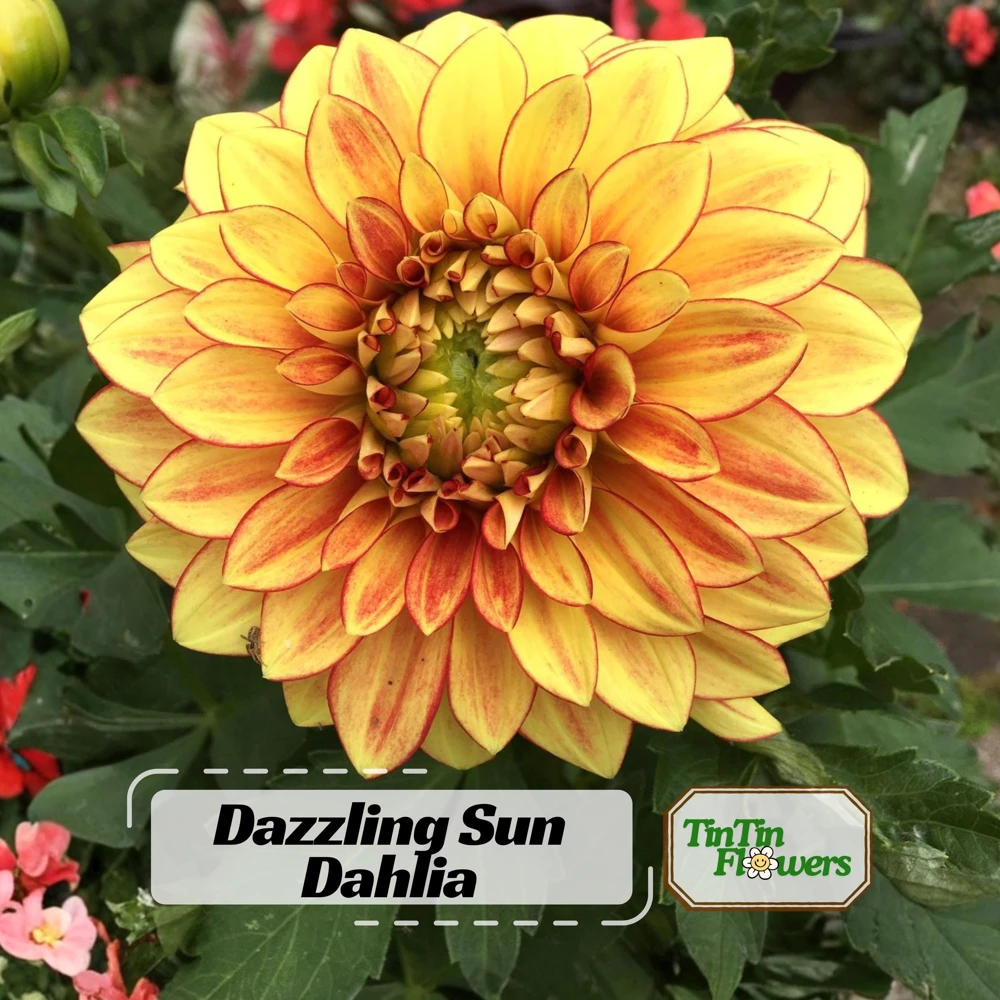 Dazzling Sun Dahlia Seeds - Heirloom, Pollinator Friendly Flower Mix - 40 Seeds - Image 1