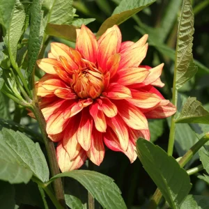 Dazzling Sun Dahlia Seeds - Heirloom, Pollinator Friendly Flower Mix - 40 Seeds - Image 11