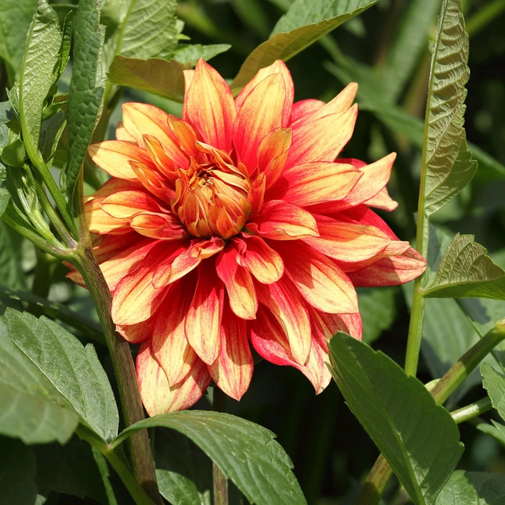 Dazzling Sun Dahlia Seeds - Heirloom, Pollinator Friendly Flower Mix - 40 Seeds - Image 11