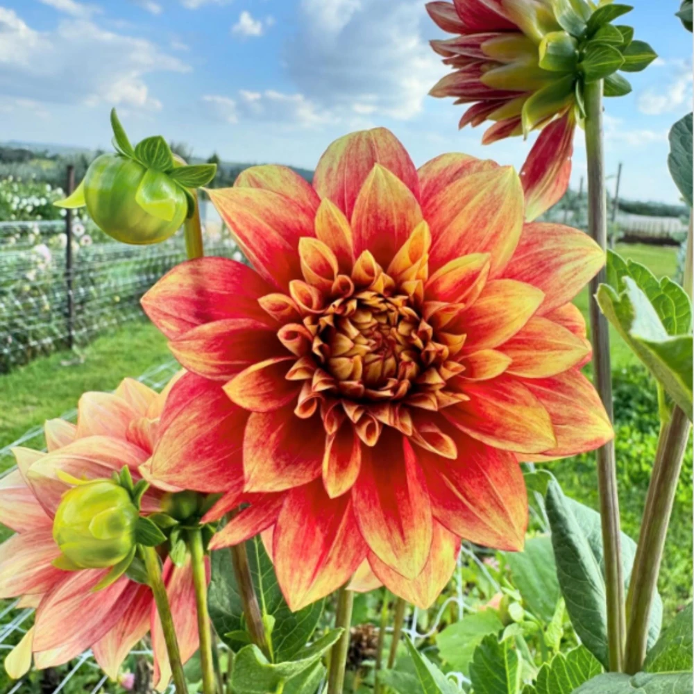 Dazzling Sun Dahlia Seeds - Heirloom, Pollinator Friendly Flower Mix - 40 Seeds - Image 12