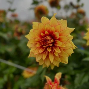 Dazzling Sun Dahlia Seeds - Heirloom, Pollinator Friendly Flower Mix - 40 Seeds - Image 13